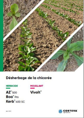 Désherbage de la chicorée front