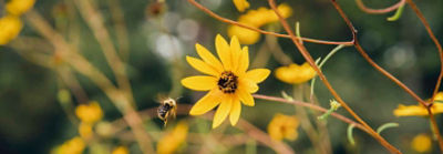 wild flowers in ROW