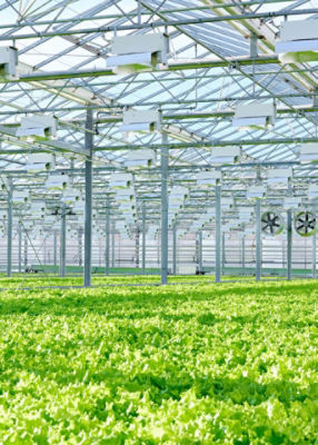 Protected Cropping