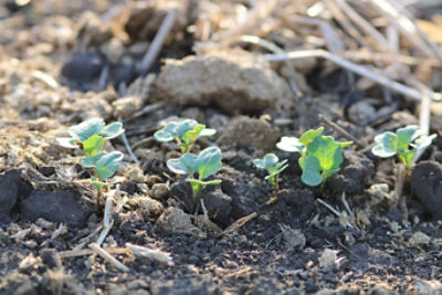 Growing Canola