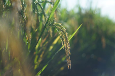 close up shot of rice plant