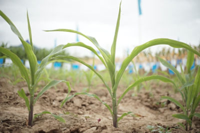 close up shot of corn plant