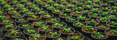 Desktopx_4_Plants in rows