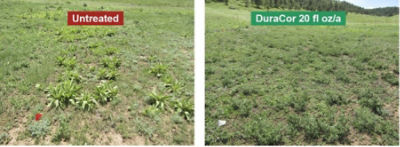 treated vs. untreated comparison view