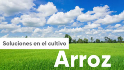 ECU_Portafolio_Arroz_Video WhatsApp_06agosto2020