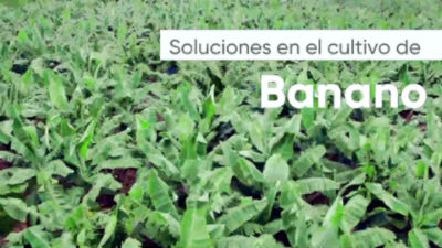 ECU_Portafolio_Banano_Video WhatsApp_30julio2020