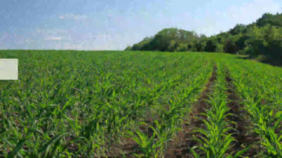 ECU_Portafolio_Maíz_Video WhatsApp_15julio2020