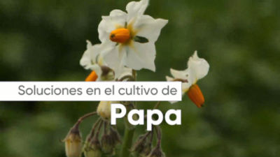 ECU_Portafolio_Papa_Video WhatsApp_22julio2020.