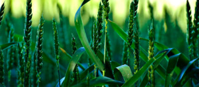 wheat field closeup