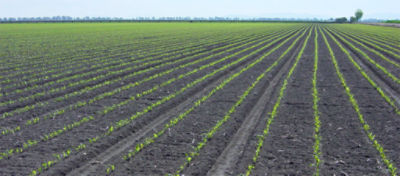 early sowing field