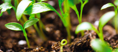 soy bean growing