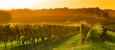 vineyard