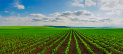 field with sky
