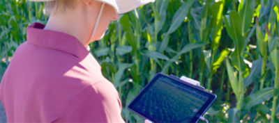 farmer monitoring corn field