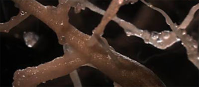 nitrogen particles closeup