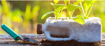 bottle with plant