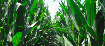 deep corn field