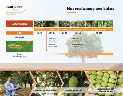Exalt Mango Timing of Application