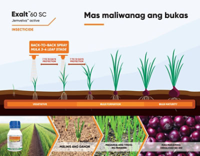 Exalt Onion Timing of Application 