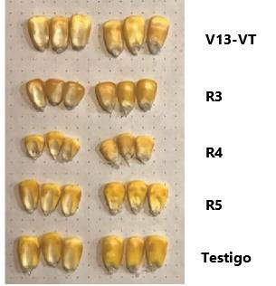Efecto_de_los_granos