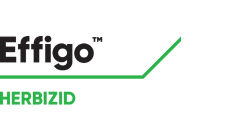 Effigo