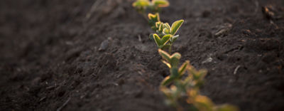Emerging corn row closeup