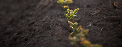 Emerging corn row closeup