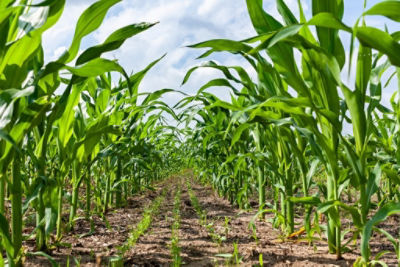 Corn Stalks and Interseeded Cover Crop