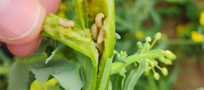 infected osr plant
