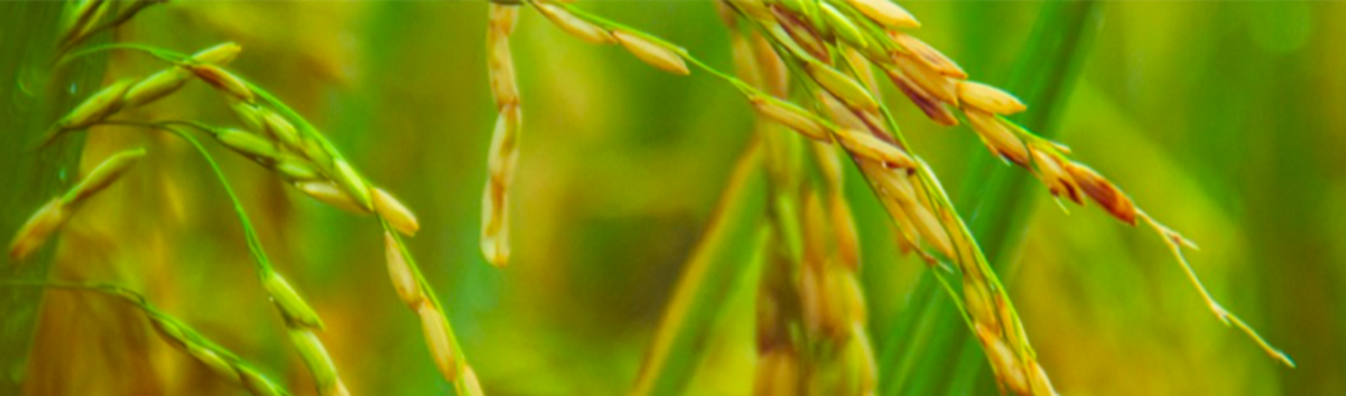 rice closeup
