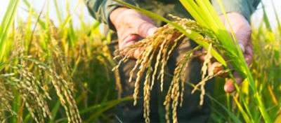 rice field and farmer