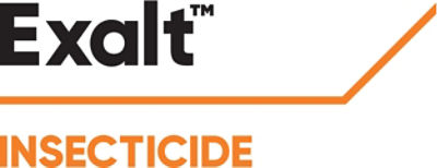 Exalt