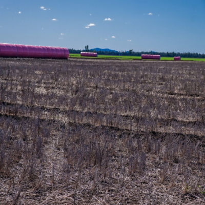 Fallow image with Cotton in the background