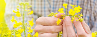 fleur-colza-main-mobile