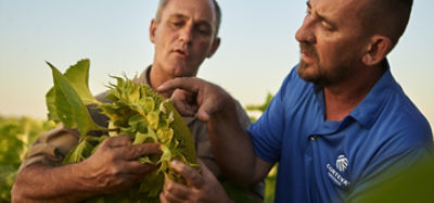 Farmer_and_Sales_Rep_Inspecting_Sunflower_1