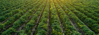 Finding Future Farmers