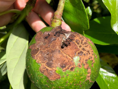 Fruto de aguacate con larva