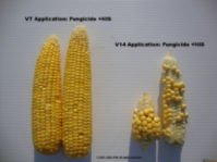 Corn ears from VT and V14 fungicide applications