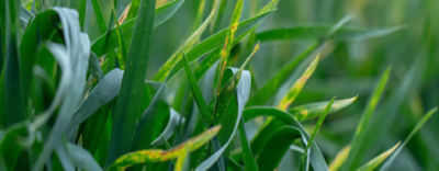 Gele-roest-header-web