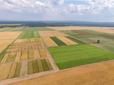 Campo de cereales