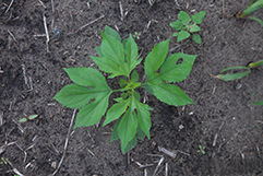 Giant_ragweed