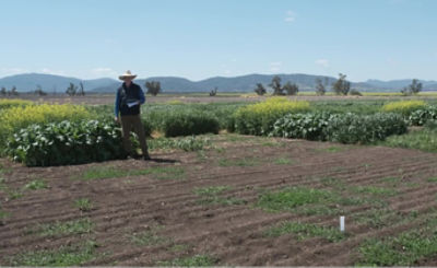 Graminicide Late Timing, Breeza 2021