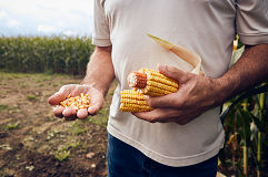 GranularNY_1622_241_160