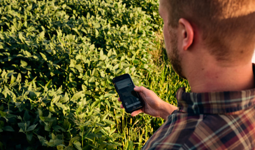 Man looking at phone in field