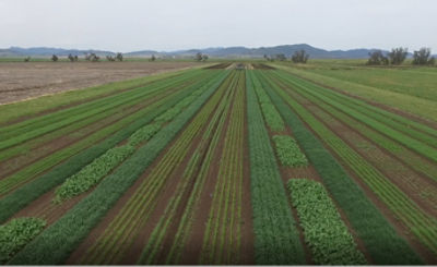 Grazon Extra Plantback Trial, Breeza 2021
