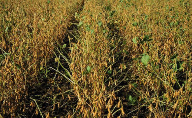 Field view of soybeans with green stem syndrome.