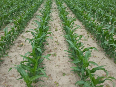 Efekt działania Hectora Max™ 66,5 WG 