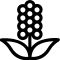 Sorghum