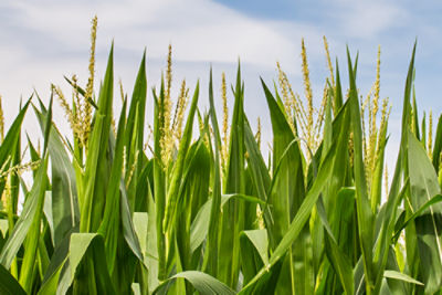 Corn Field