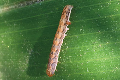 A small worm on a leaf
